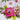 A Pocket Full of Happiness Summer Floral Die