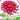 Waffle Flower Sketched Aster Stamp for card making and paper crafts
