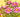 A Little Something | The Greetery Bigger Botanicals
