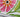 Petal Print Anniversary