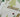 Vellum Frosted Merry Trees
