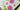 Birthday 3D Floral