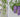 Double Wisteria with The Greetery's Garden Party Collection