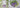 Double Wisteria with The Greetery's Garden Party Collection