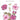 Bitterroot Flower Die