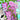 The Greetery BotaniCuts Wisteria Die for cardmaking and papercrafts for bridgerton fans with atriaum die