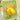 The Greetery Honeycomb Balls Spring Chick Mix