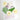 Tropical Leaves 2 Die